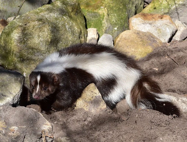 De-skunking